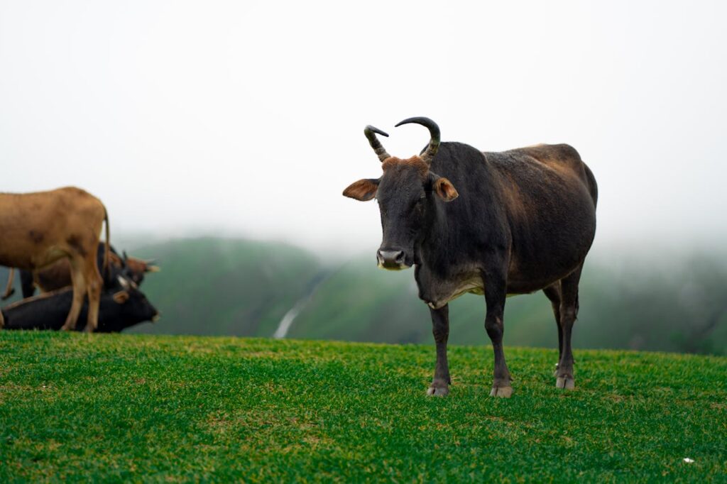 Assistance in Branding for Farmers in India