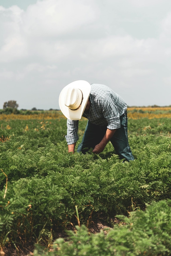 BIG FARMERS