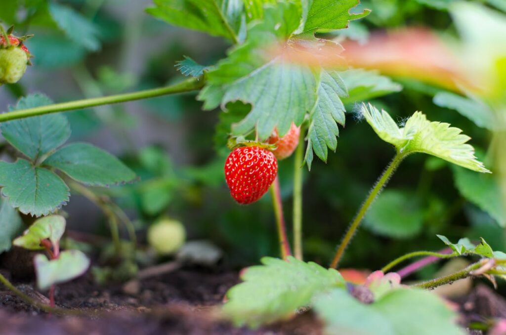 Agricultural Research and Development