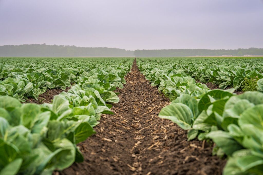 Agricultural Robotics