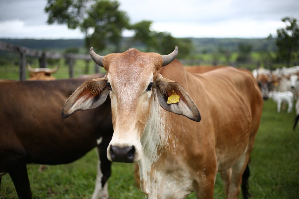 Animal Husbandry and Dairy Farming