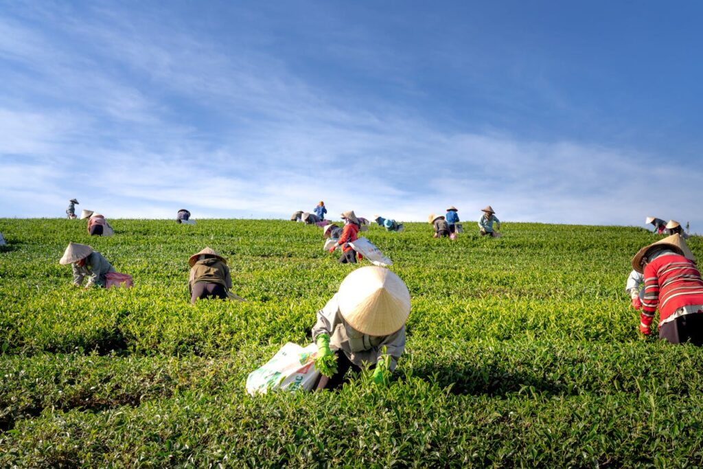 DRONES IN AGRICULTURE