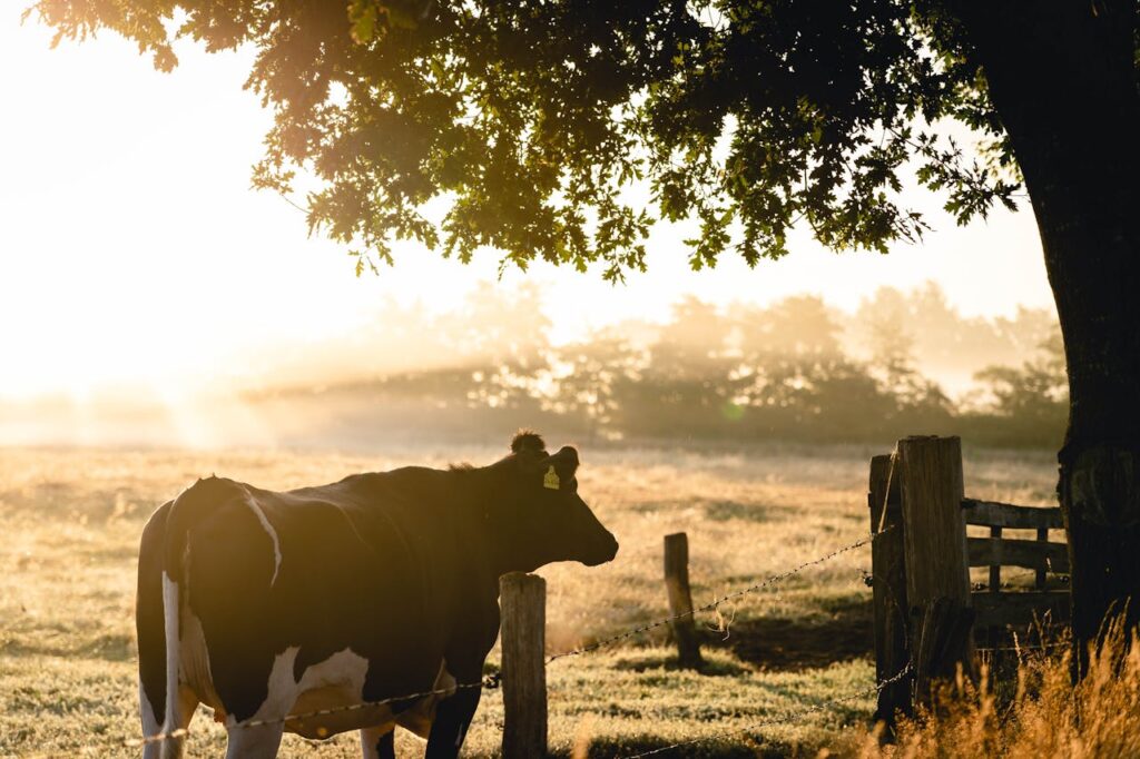 DRONES IN AGRICULTURE