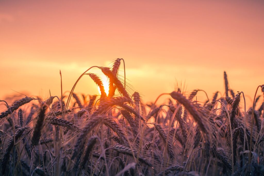 Genetically Modified (GM) Crop