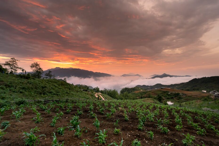 Rural Development through Agriculture