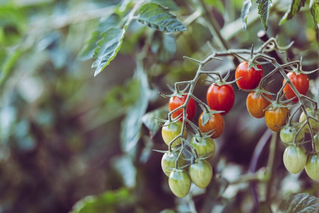 Soil Health and Fertility