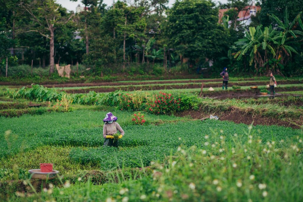 Intensive Farming: Enhancing Agricultural Productivity in India