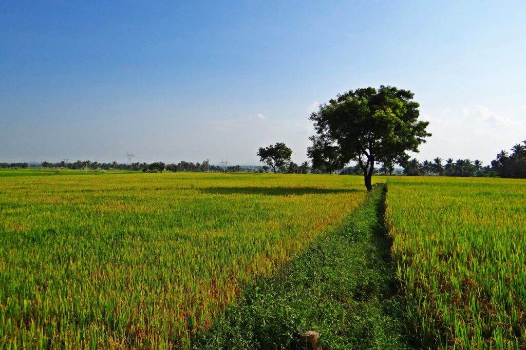 Intensive Farming: Enhancing Agricultural Productivity in India