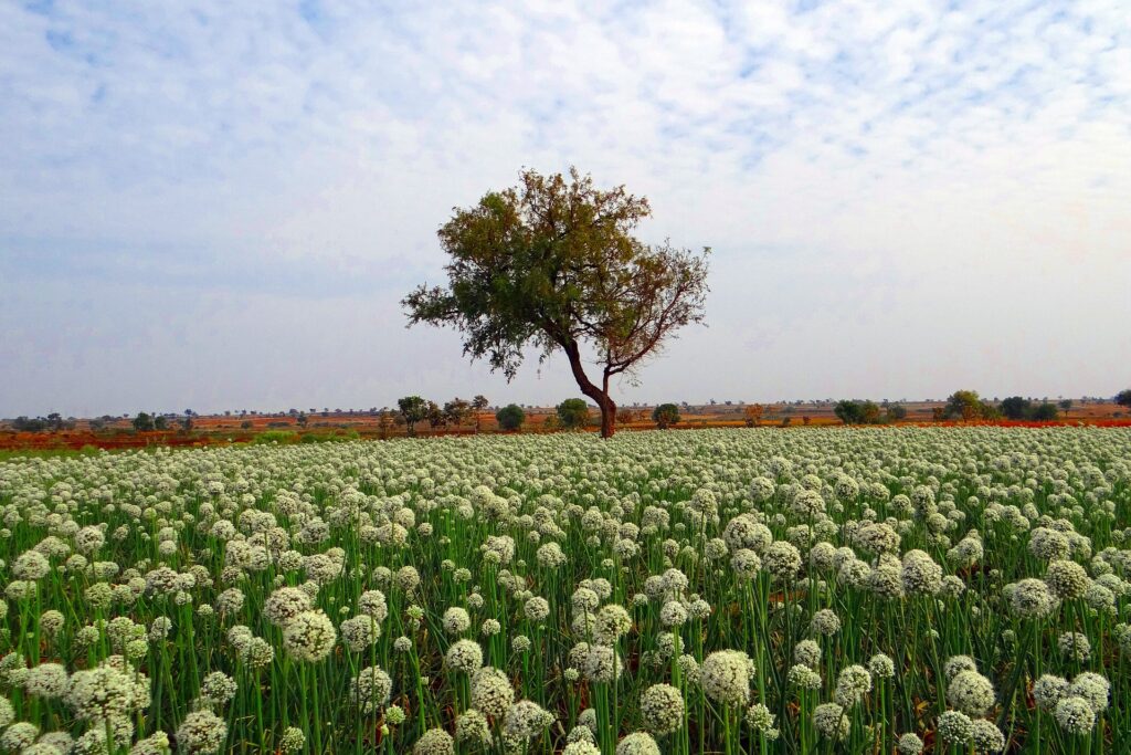 Intensive Farming: Enhancing Agricultural Productivity in India