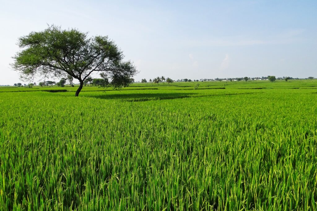 Greenhouse Farming in India: A Sustainable Approach to Agriculture