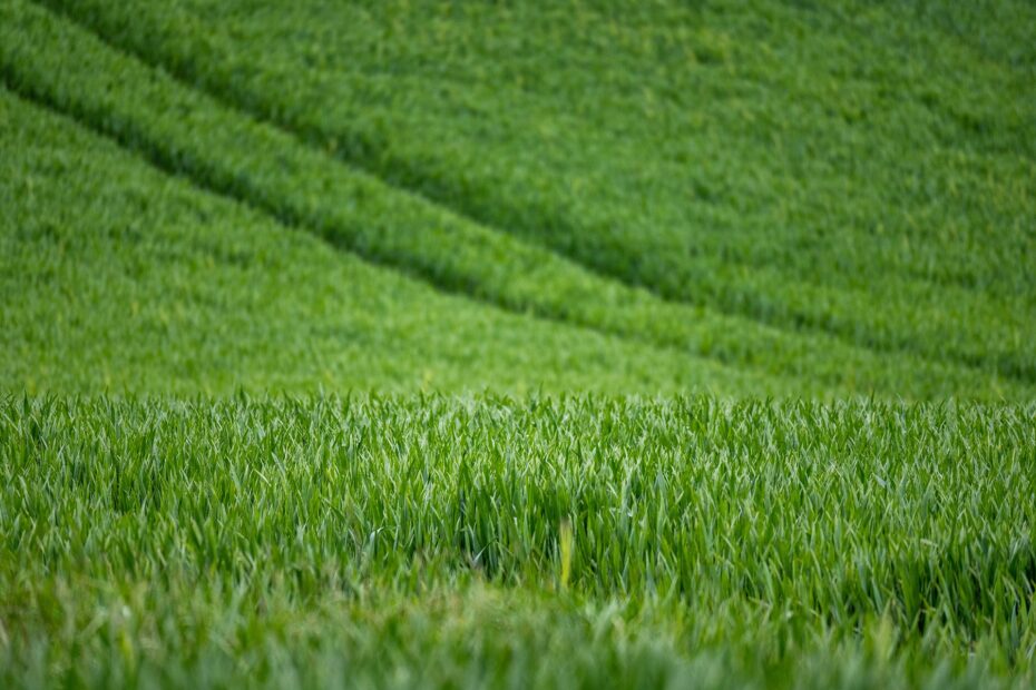 Mixed Farming: An Integrated Approach to Sustainable Agriculture in India