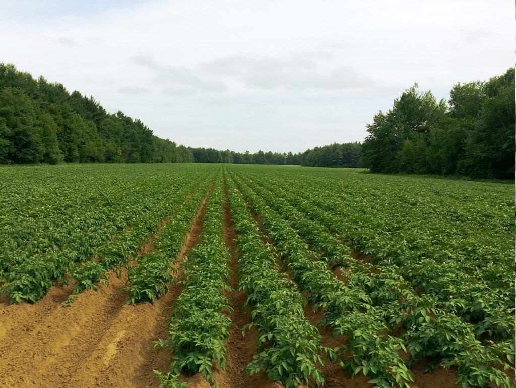 Greenhouse Farming in India: A Sustainable Approach to Agriculture