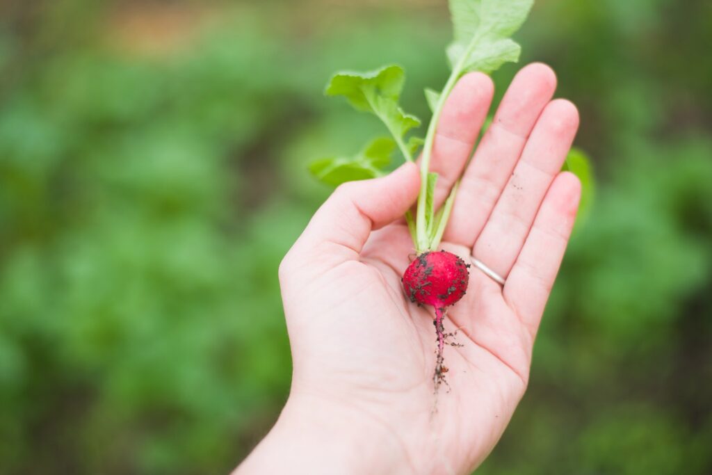 Mixed Farming: An Integrated Approach to Sustainable Agriculture in India