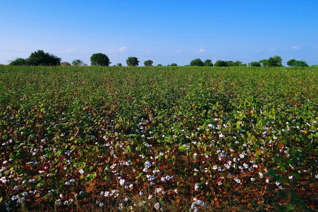 Greenhouse Farming in India: A Sustainable Approach to Agriculture