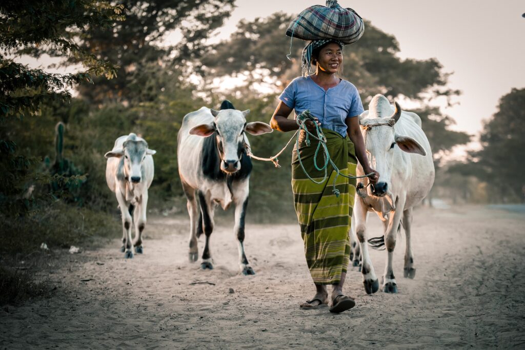 Mixed Farming: An Integrated Approach to Sustainable Agriculture in India