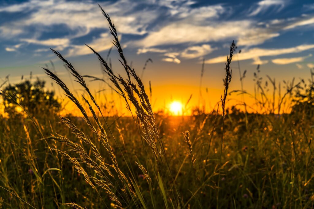 Mixed Farming: An Integrated Approach to Sustainable Agriculture in India