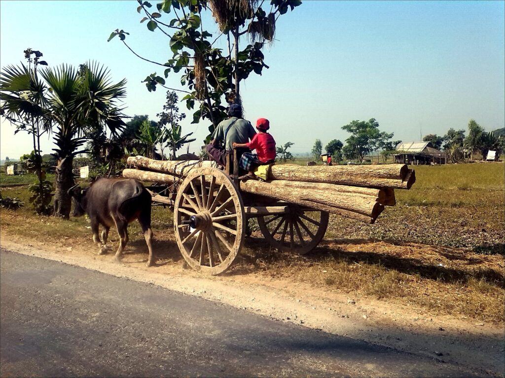 Organic Agriculture in India: A Sustainable Approach to Farming