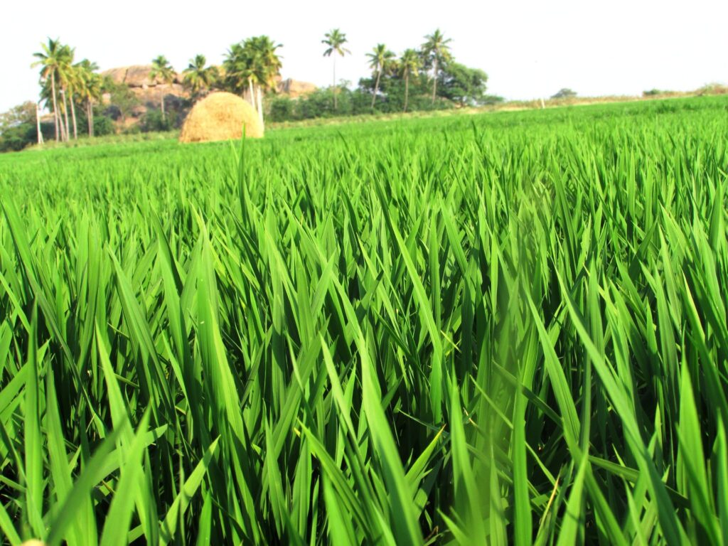 Organic Agriculture in India: A Sustainable Approach to Farming