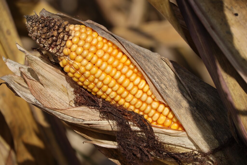 Agricultural Census: Understanding the Backbone of India's Agriculture