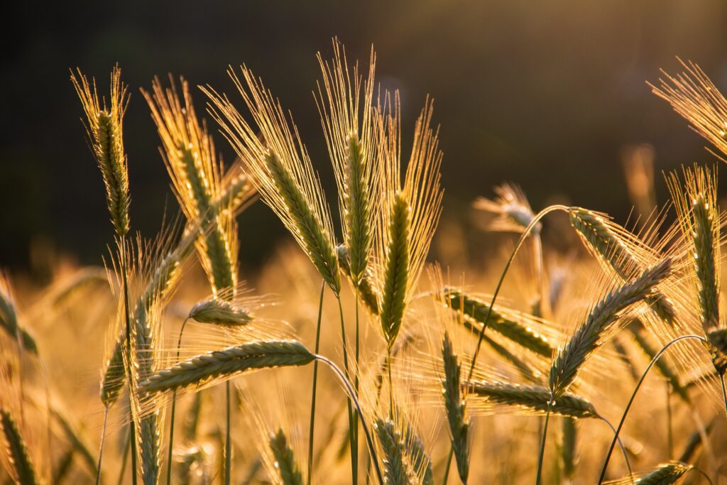 Agricultural Census: Understanding the Backbone of India's Agriculture