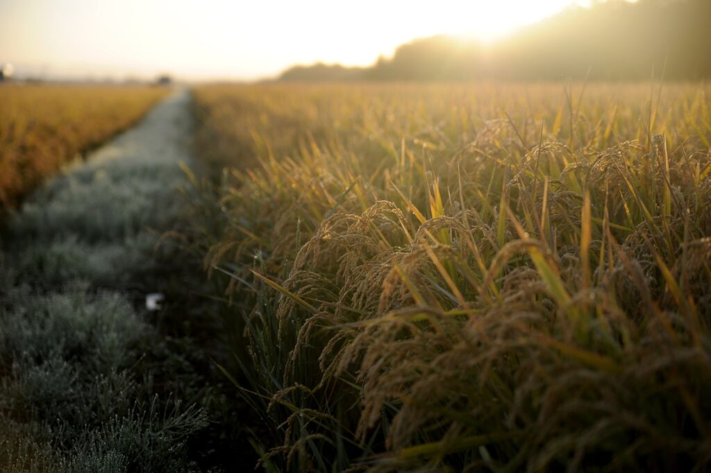 Organic Agriculture in India: A Sustainable Approach to Farming