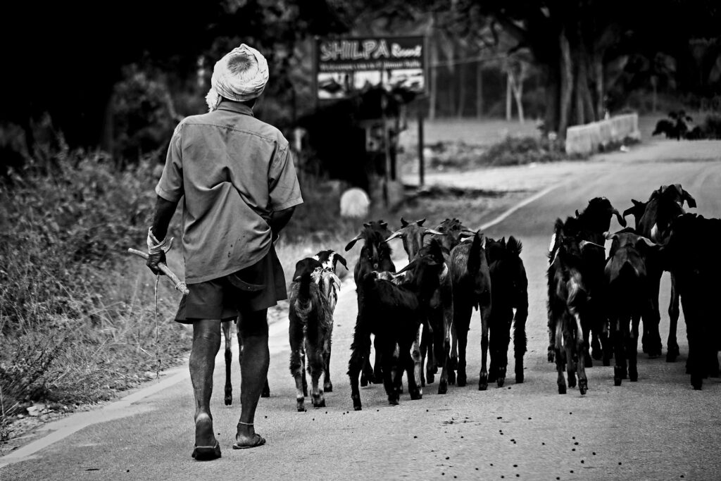 Shifting Agriculture: Traditional Practices and Modern Challenges in India