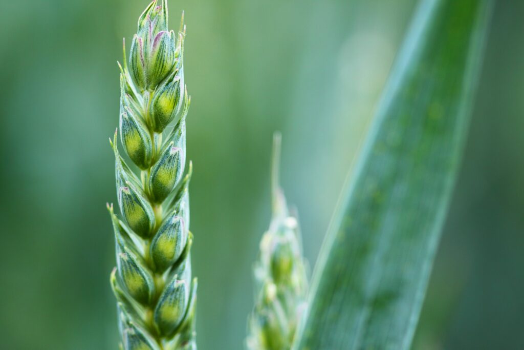 Shifting Agriculture: Traditional Practices and Modern Challenges in India