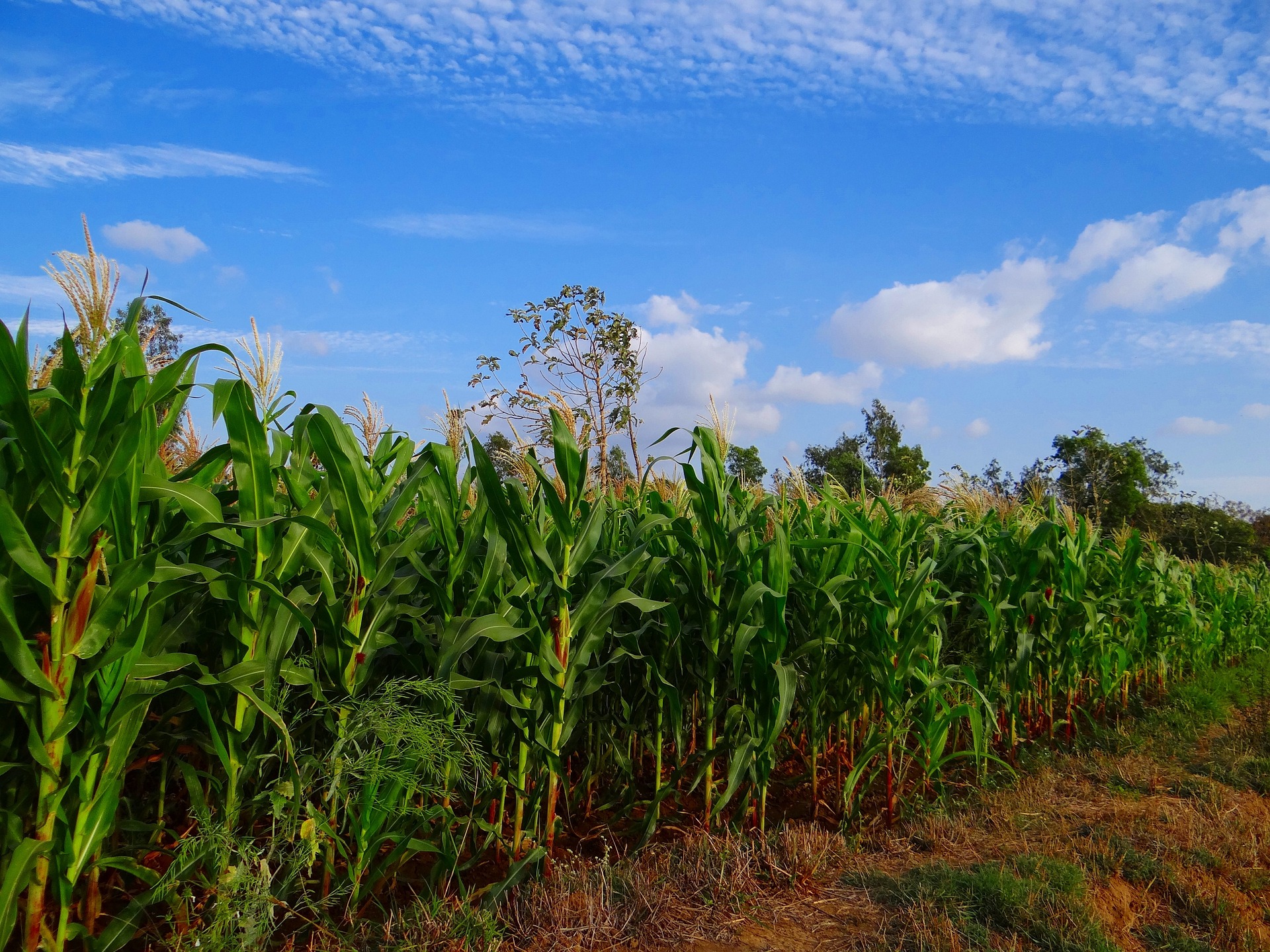 Agricultural Services in India: Driving Growth and Sustainability