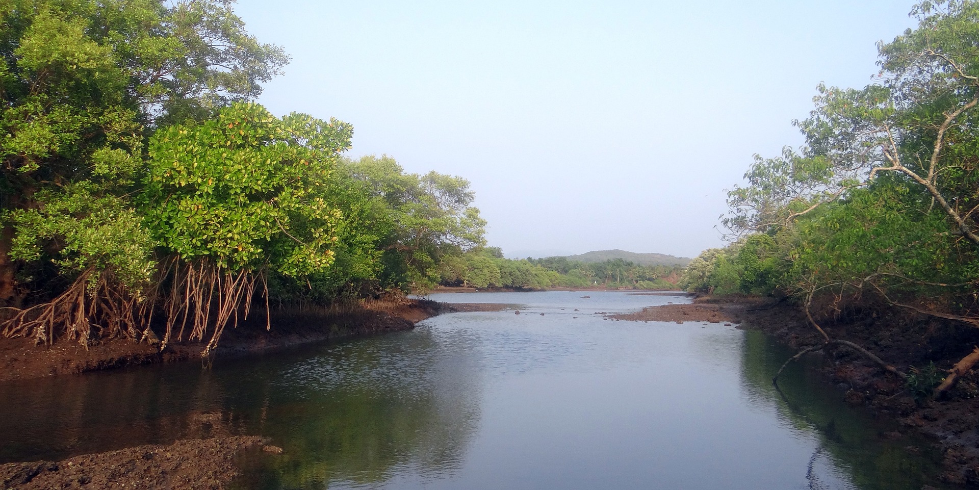 Biotechnology in Agriculture in India: Transforming Farming for the Future