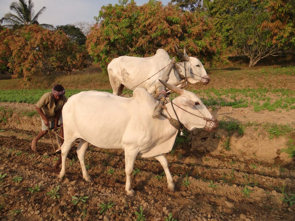 Biotechnology in Agriculture in India: Transforming Farming for the Future