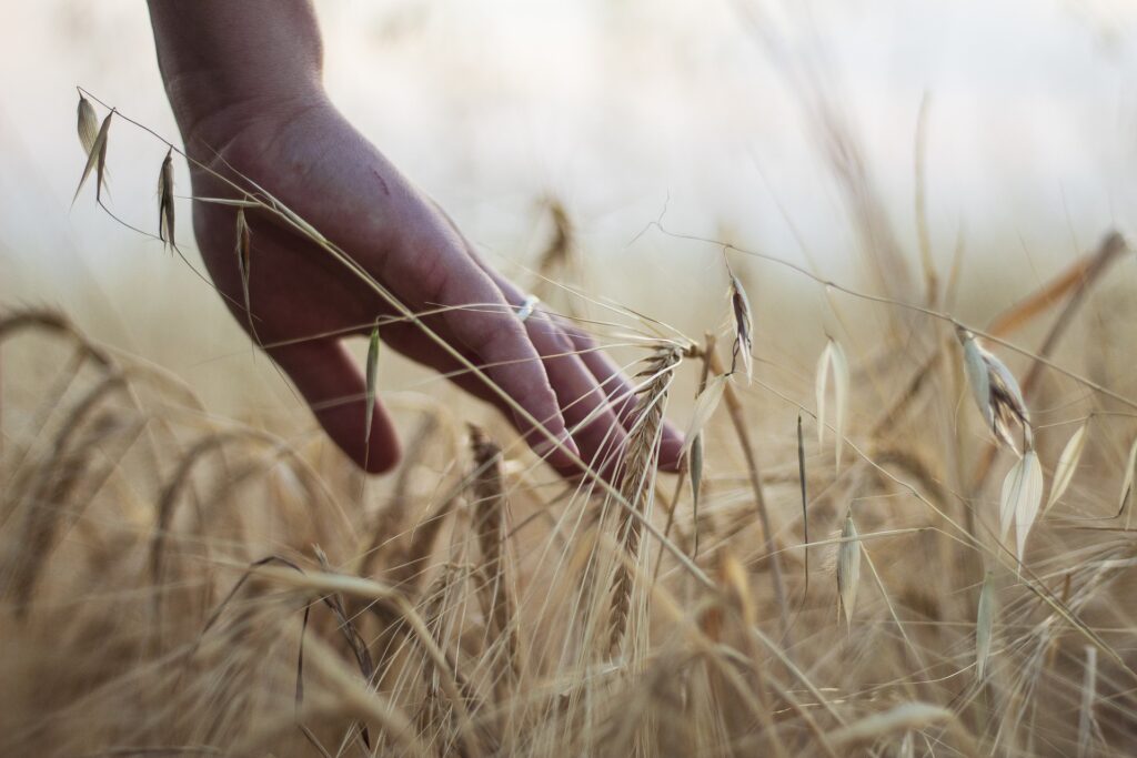 Regenerative Agriculture: A Sustainable Approach for India's Agricultural Future