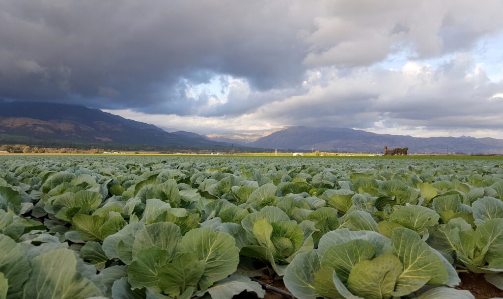 Pesticides in Agriculture in India: Use, Impact, and Future Directions