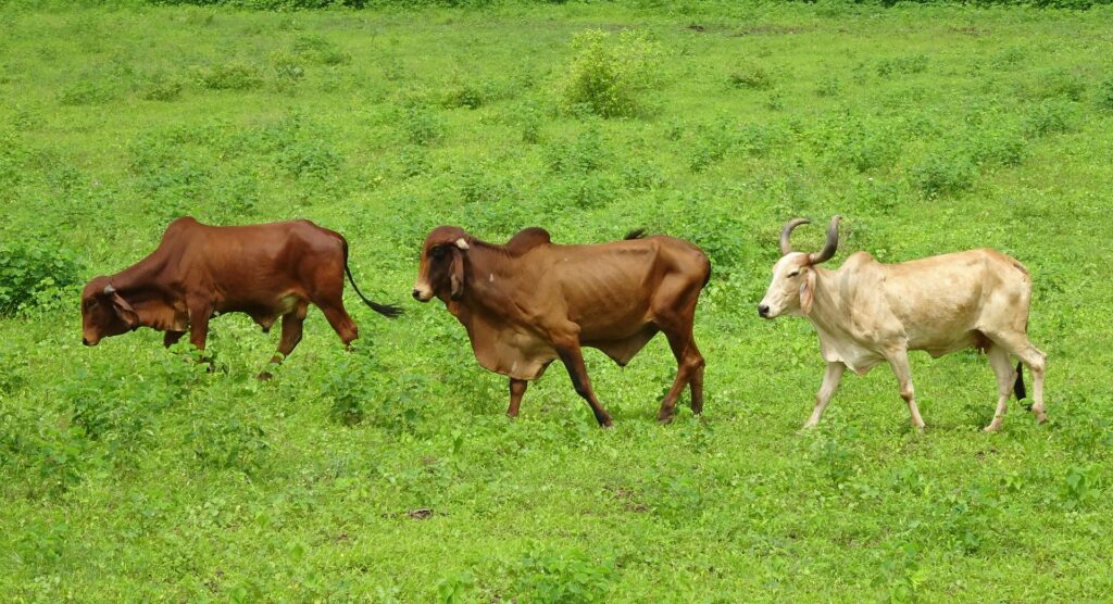 Biotechnology in Agriculture in India: Transforming Farming for the Future