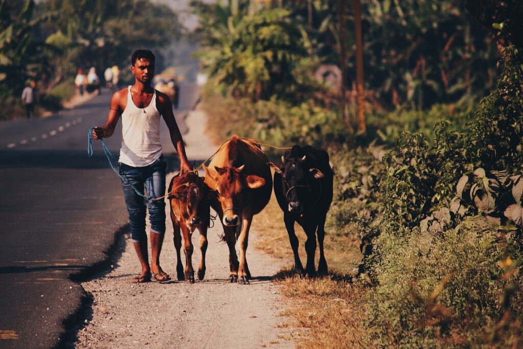 Animal Farming: A Vital Component of Indian Agriculture