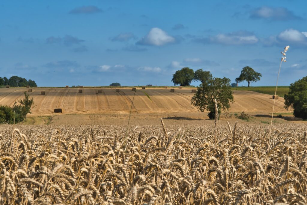 Agriculture Research in India: Pioneering Innovations for Sustainable Growth