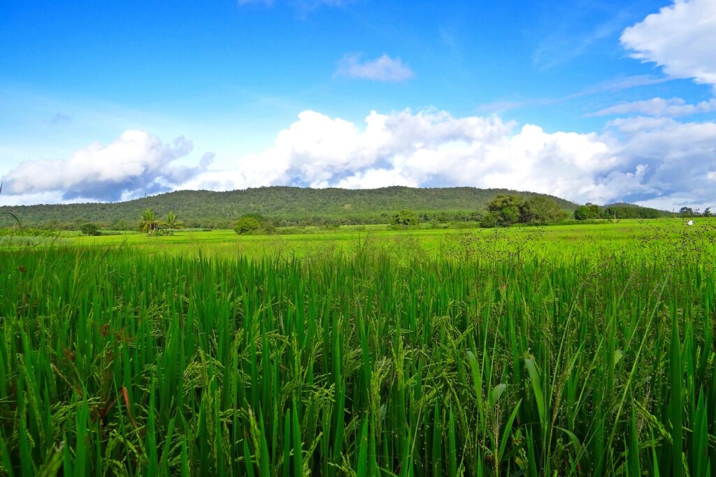 Agriculture Research in India: Pioneering Innovations for Sustainable Growth