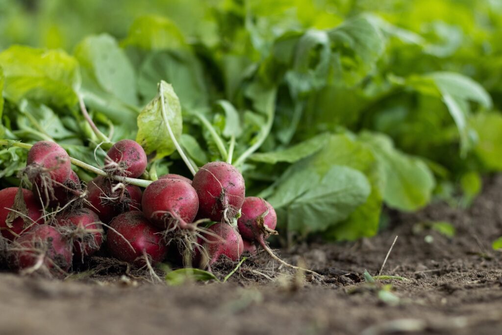 Climate Smart Agriculture: Adapting to a Changing Climate in India