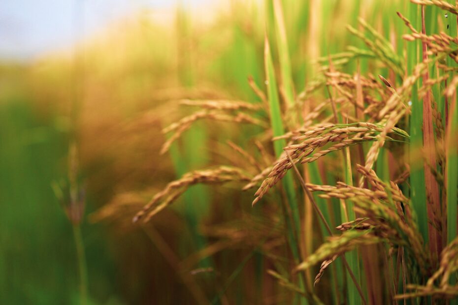 Agricultural Commodities in India: Key Insights and Trends