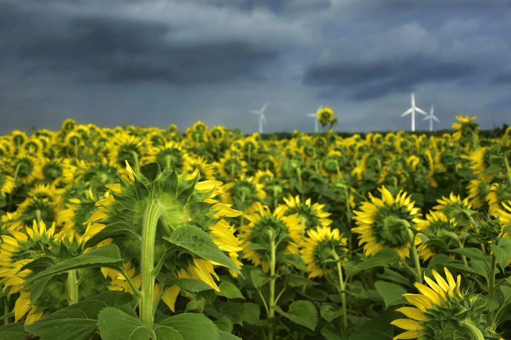 Understanding the Concept of Family Farms in India