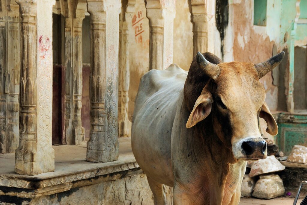 Animal Farming: A Vital Component of Indian Agriculture