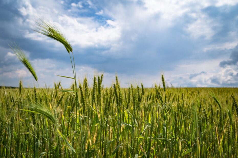 National Bank for Agriculture and Rural Development (NABARD) in India