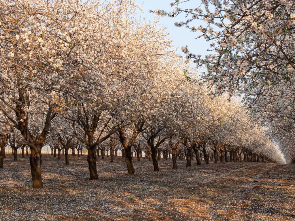 Drone Sprayers: Revolutionizing Agricultural Pest Management