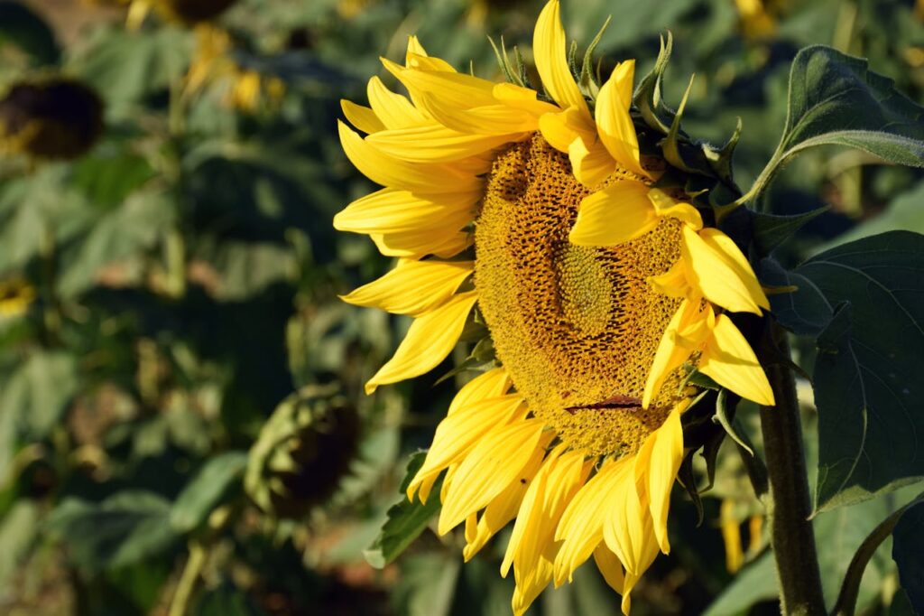 Urban Gardening: Cultivating Green Spaces in the City