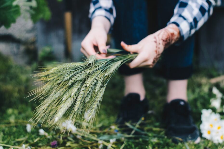 No-Till Farming: Revolutionizing Soil Health and Crop Production