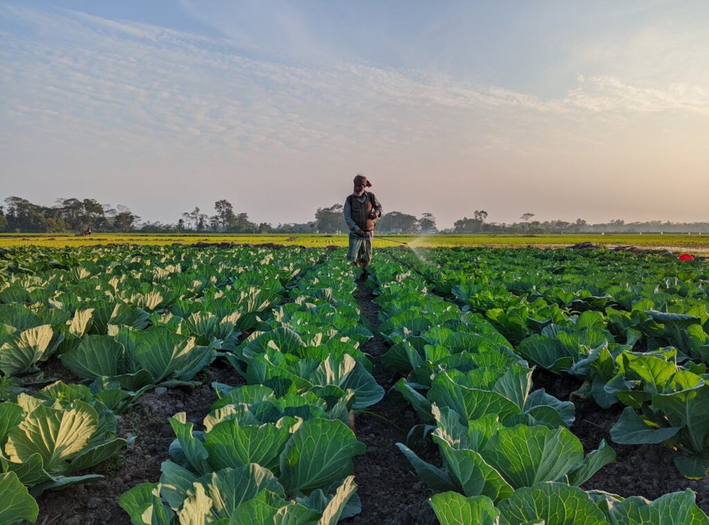 Urban Farming: Transforming City Spaces into Green Oases