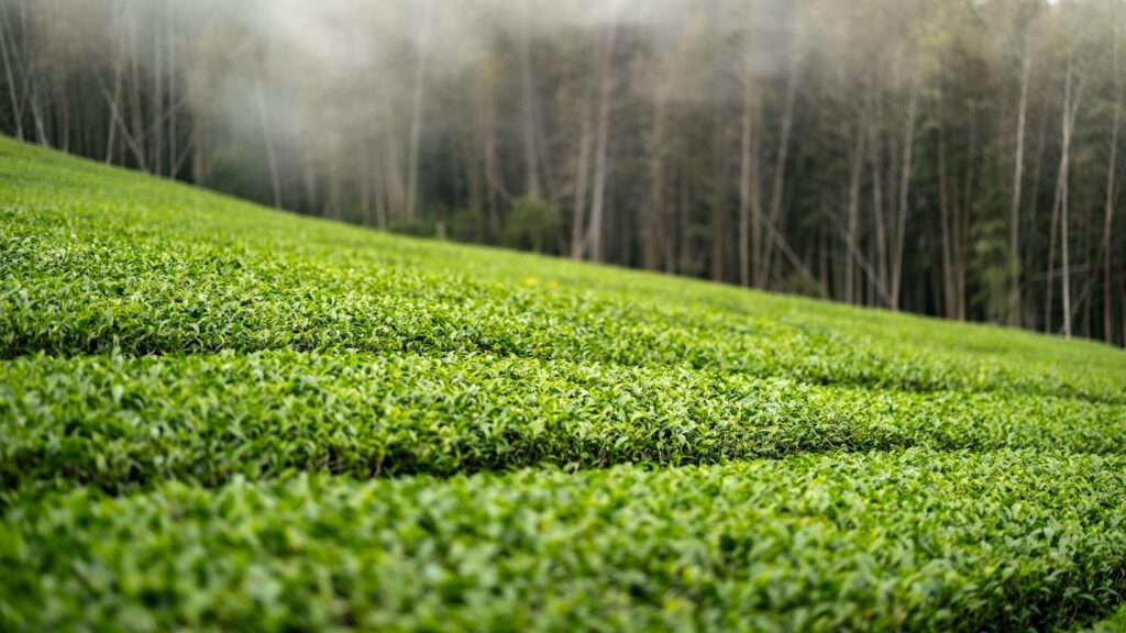 Urban Farming: Transforming City Spaces into Green Oases