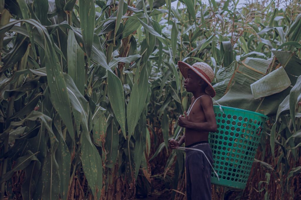 Urban Farming: Transforming City Spaces into Green Oases