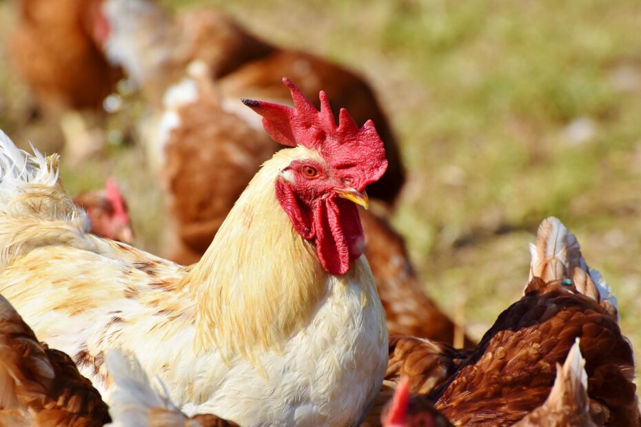 Free Range Poultry Farming in India: A Comprehensive Guide