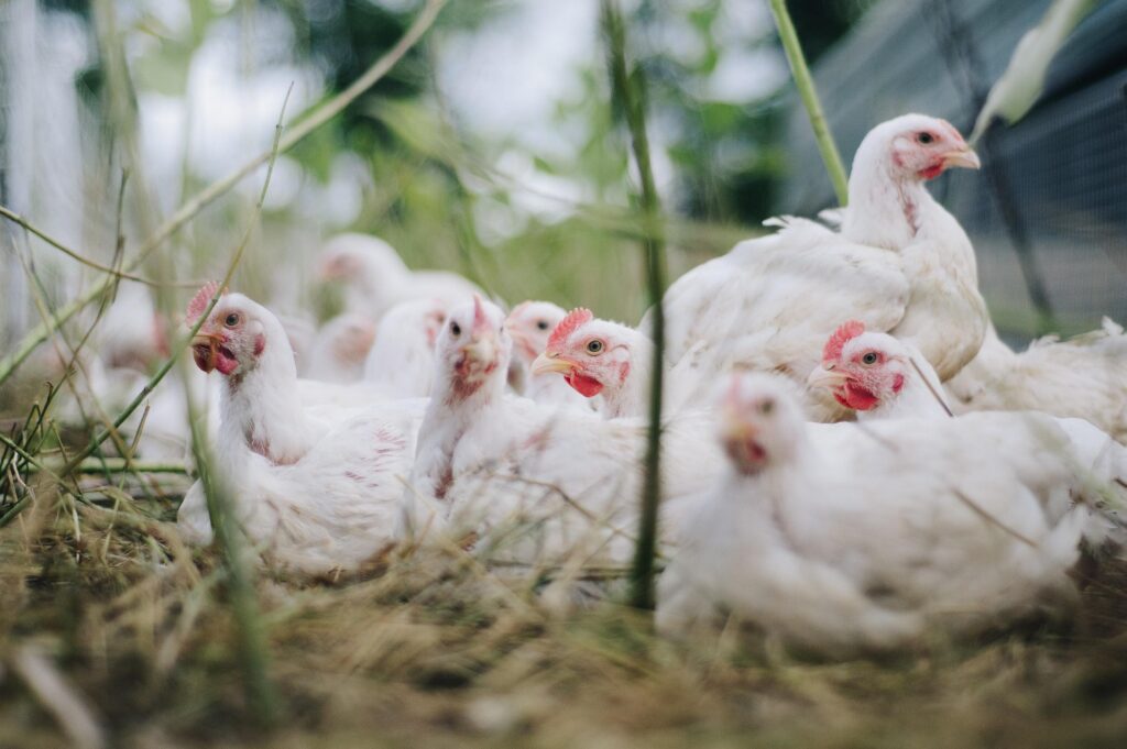 Free Range Poultry Farming in India: A Comprehensive Guide