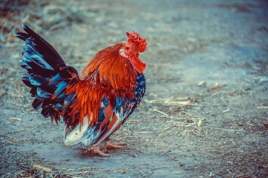 Free Range Poultry Farming in India: A Comprehensive Guide